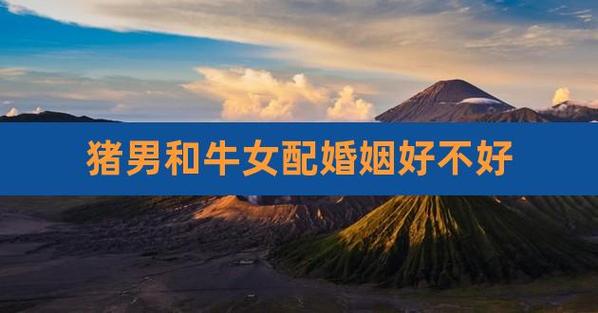 属猪的人和属牛的人配吗?