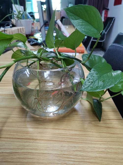 办公室养鱼有什么讲究
