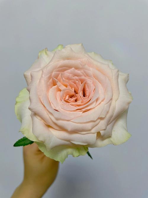 天秤座的守护花