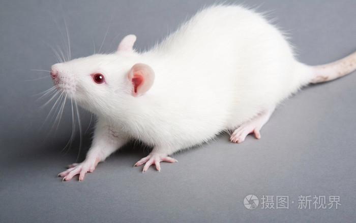 白色老鼠