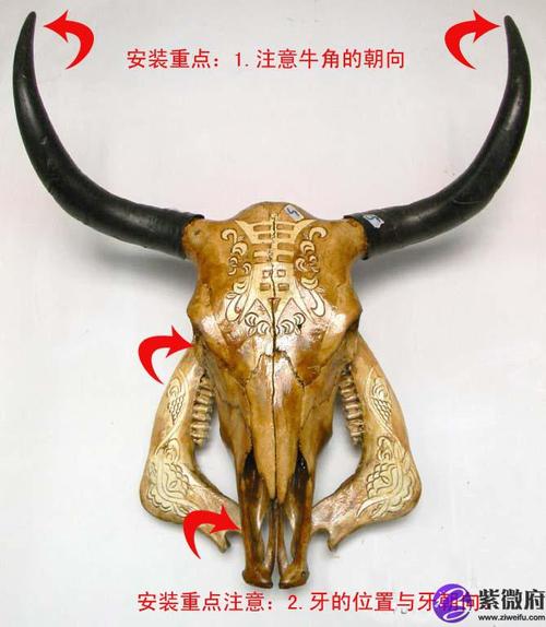 室内风水牛头骨放在家中什么位置