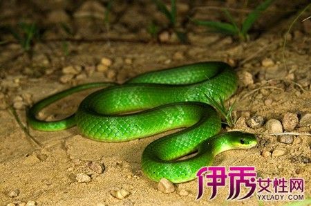 梦见很多绿蛇