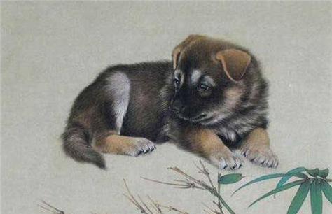 94年的狗是什么命