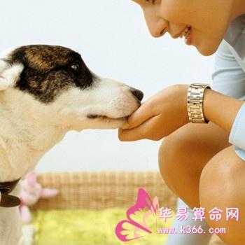 梦见给狗喂食物