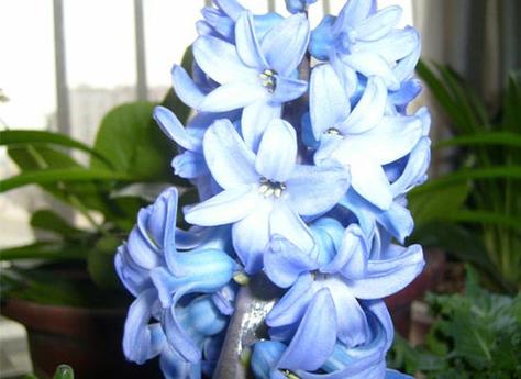水色风信子的花语是什么?