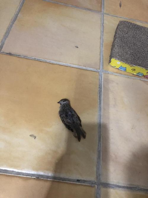 梦见鸟被猫咬死了