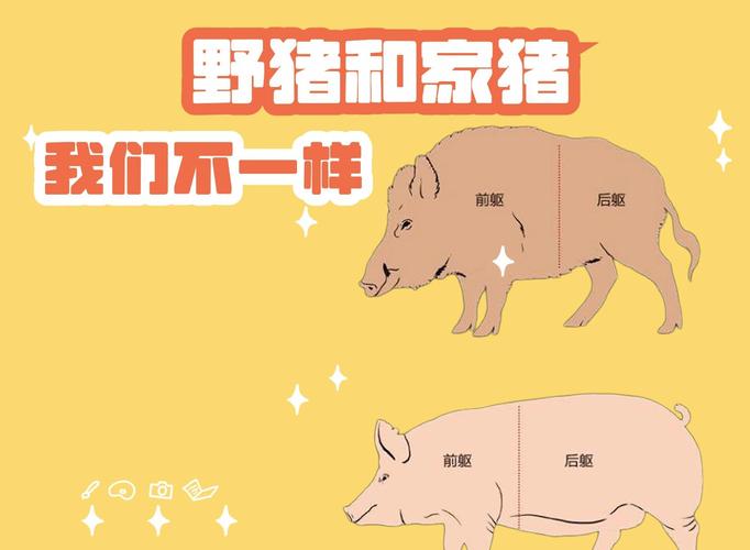 梦见猪咬我的屁股是怎么回事?