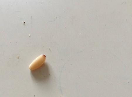 女人梦见好多白色虫子