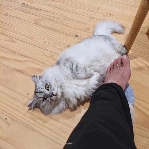为什么信佛的人不养猫