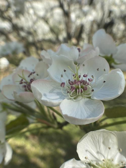 梦见梨花梦见梨花开是什么意思?