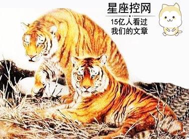哪类生肖夫妻容易吵架