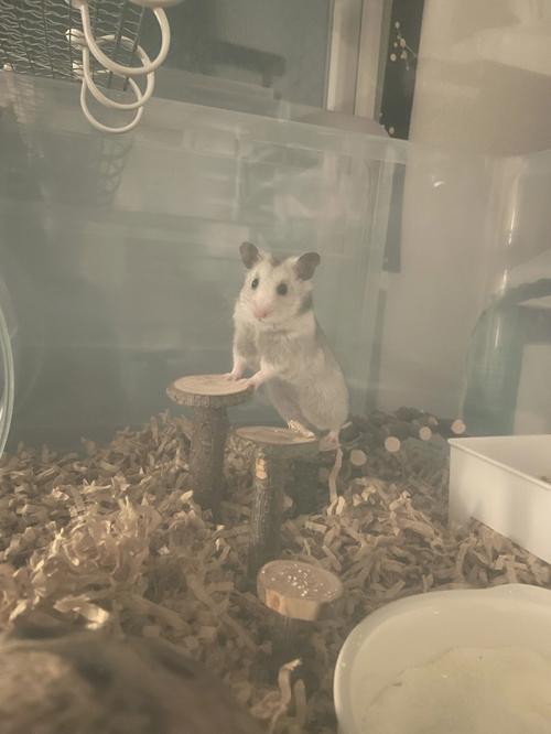 鼠妈妈生虎宝宝和龙宝宝