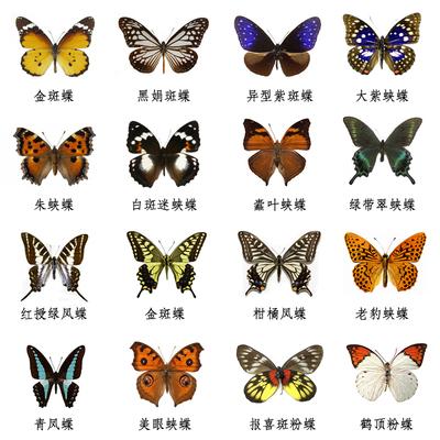 好听的蝴蝶名字大全
