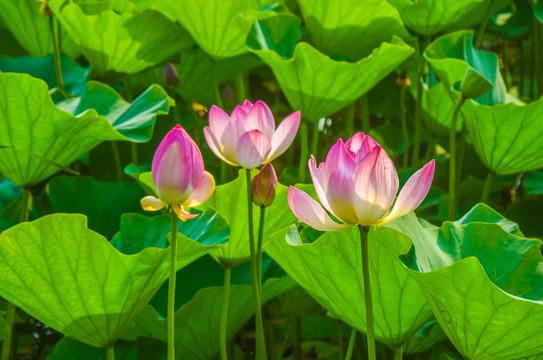 摘三朵荷花