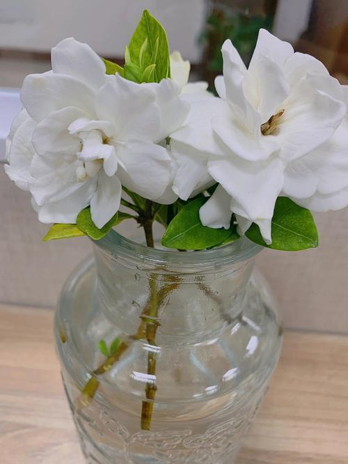 栀子花的寓意是什么
