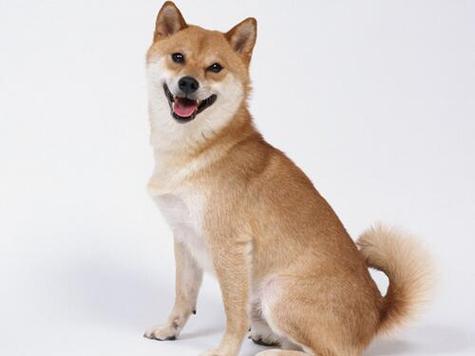 属狗的冬天生人的性格