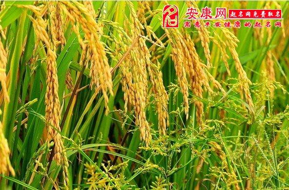 梦见别人收稻谷