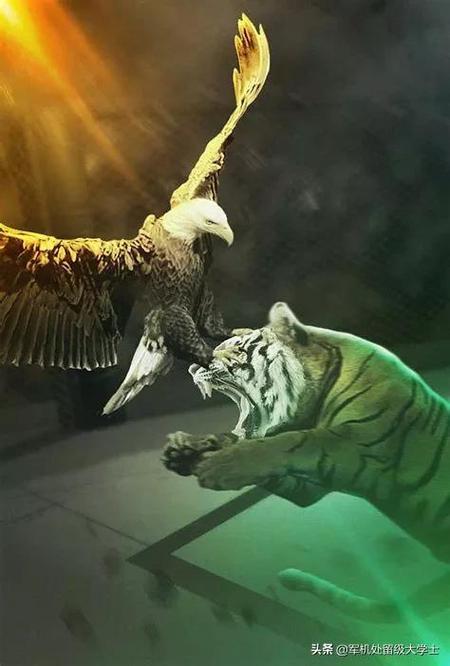 梦见老鹰与老虎