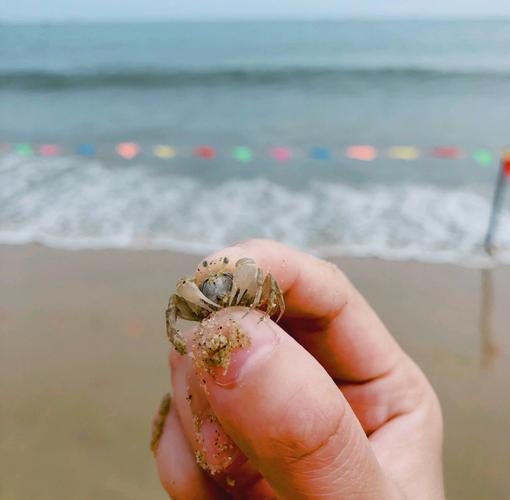 梦见赶海