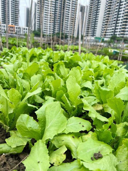 梦见在菜地里摘菜