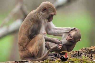 梦见自己打死猴子