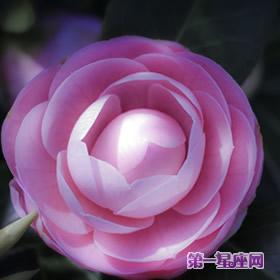 处女座女生的专属花是什么种类呢?