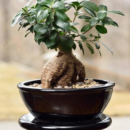 属牛招财植物有哪些