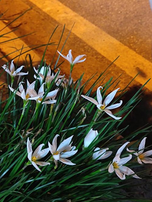 梦见桂花含义 周公解梦之梦到桂花含义