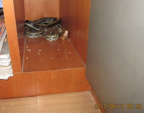 在家门口看到蛇好不好