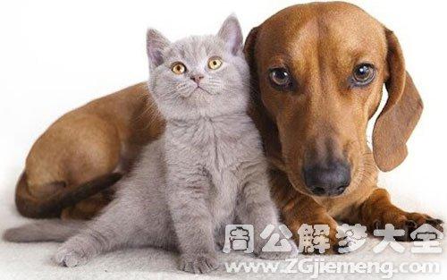 孕妇梦见猫和狗