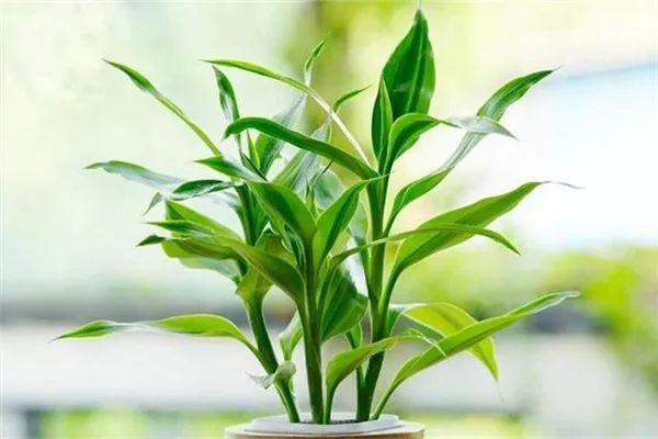 植物风水:什么植物对孕妇好