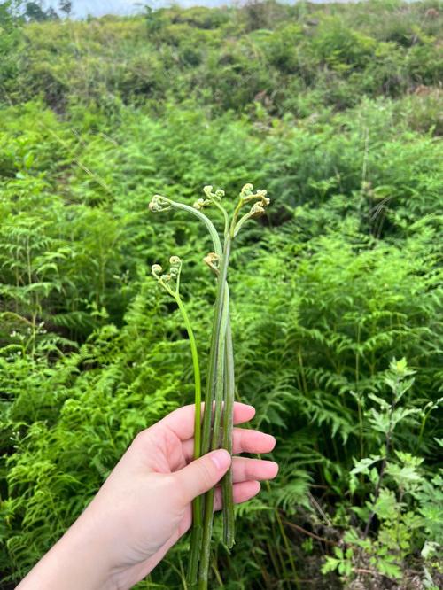 梦见采野菜
