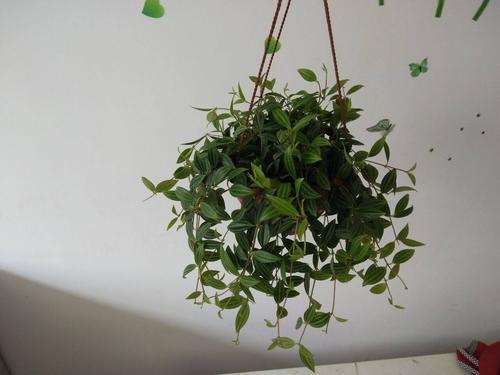 儿童房放什么植物好?吊兰超级赞!