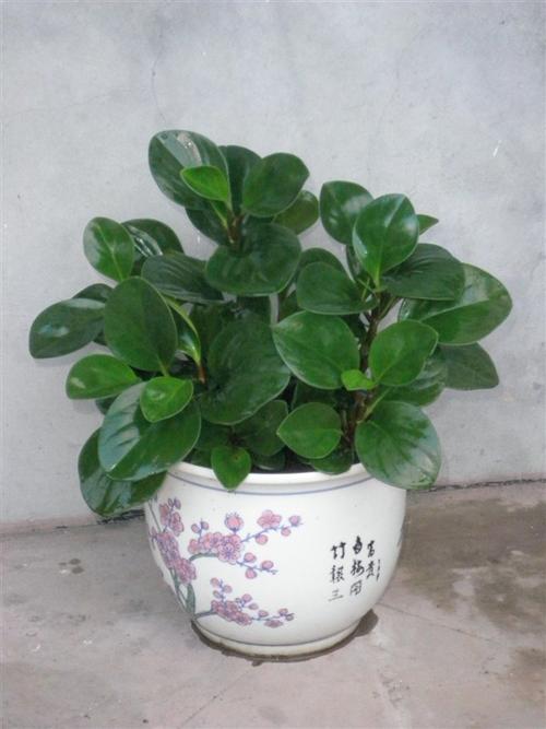 家庭常绿的植物