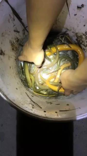 梦到好多黄鳝怎么回事