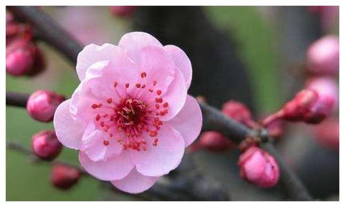 下个月桃花运进门