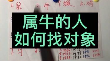 属牛过年相亲是一种什么样的体验