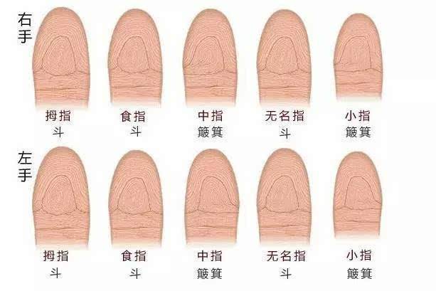 手指看成就,手指簸箕有几个代表你财高八斗