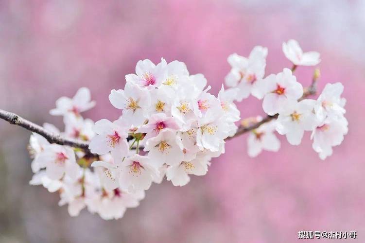 2021年4月份天秤座桃花运具体分析