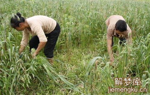 梦见拨草是怎么回事