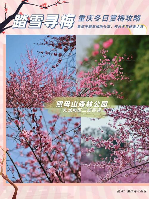 赏花攻略:冬天开什么花的图片大全集