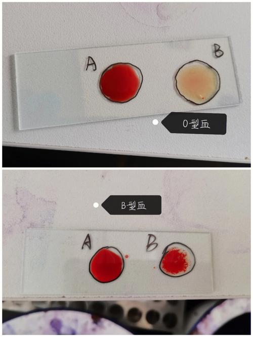 英语课上B型血学生的表现