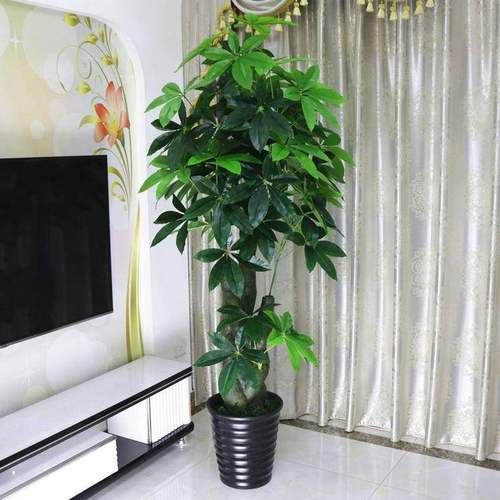 招财植物发财树摆放位置风水