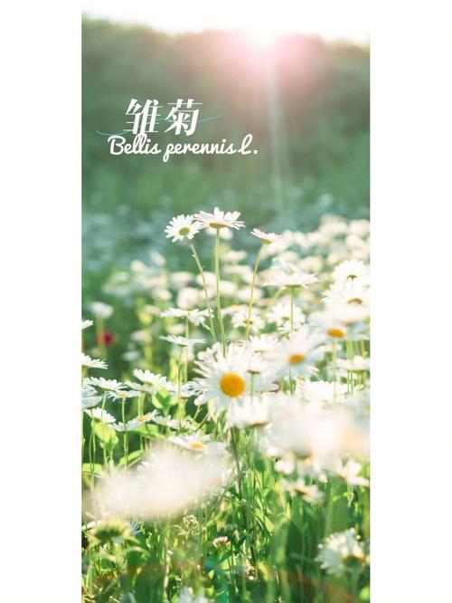 关于雏菊的故事和传说