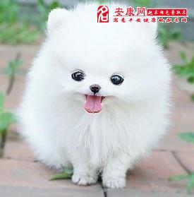 女人梦见可爱的小白狗什么意思