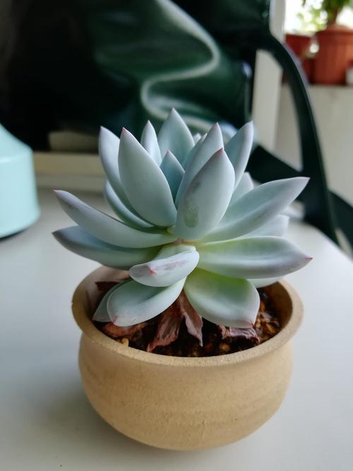 霜之朝的花语