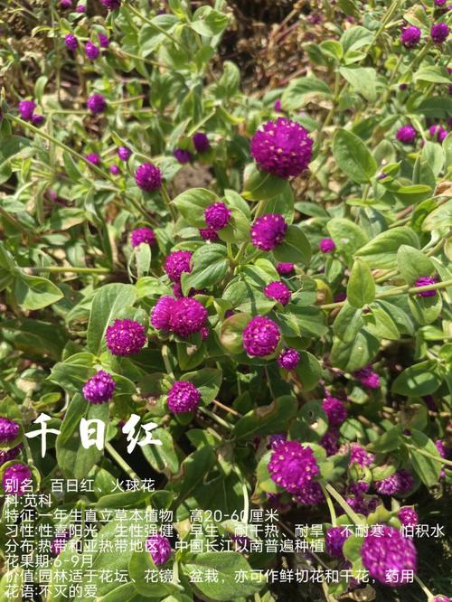 千日红的花语是不朽吗?