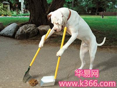 梦见狗吃屎周公解梦,梦见狗吃屎是什么意思?