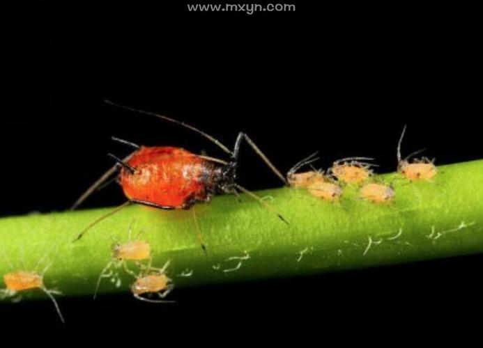 梦见黑色的昆虫 周公解梦之梦到黑色的昆虫