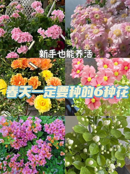 你最适合在家里养什么花